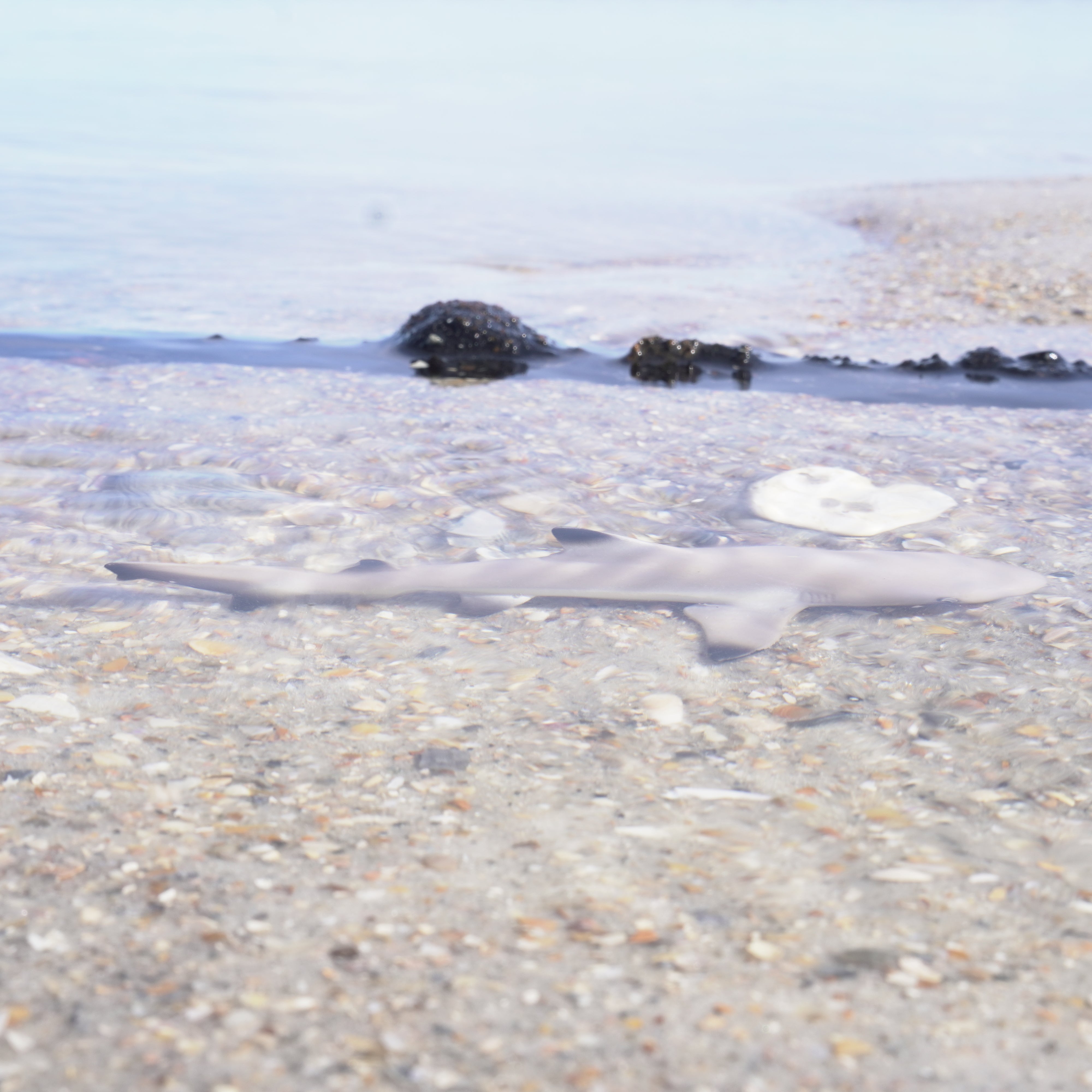 Blacktip Reef Shark Toy | Safari Ltd®