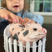 Pot-Bellied Pig Toy | Incredible Creatures | Safari Ltd®