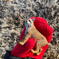 Bobcat Toy | Wildlife Animal Toys | Safari Ltd®