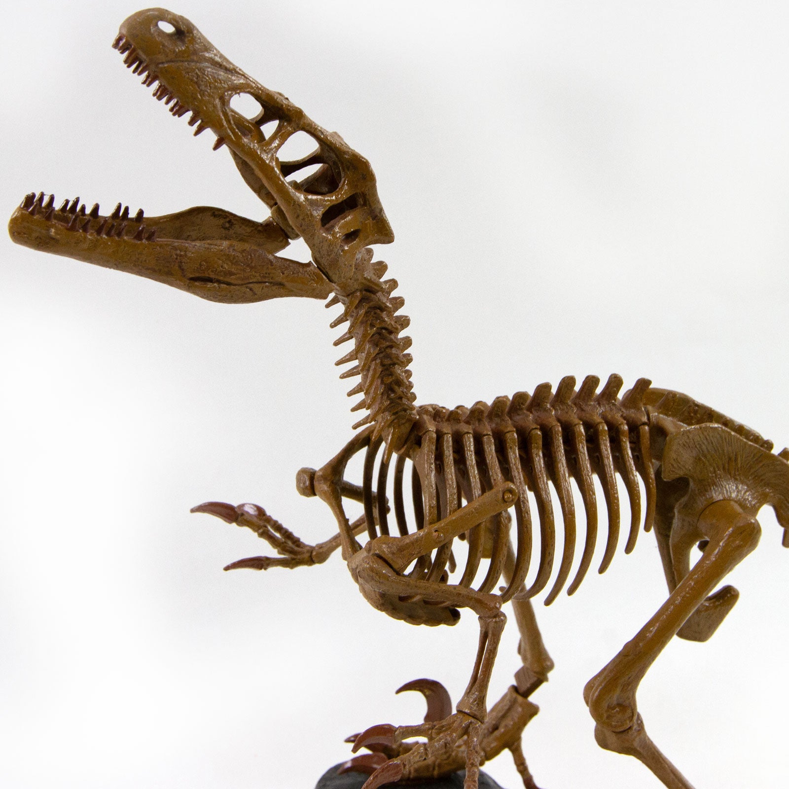 フィリップ・ワイズベッカー ARQUEOLOGÍA DEL FUTURO Dr. Steve Hunters GEOWorld Dino Dig Velociraptor Excavation Kit