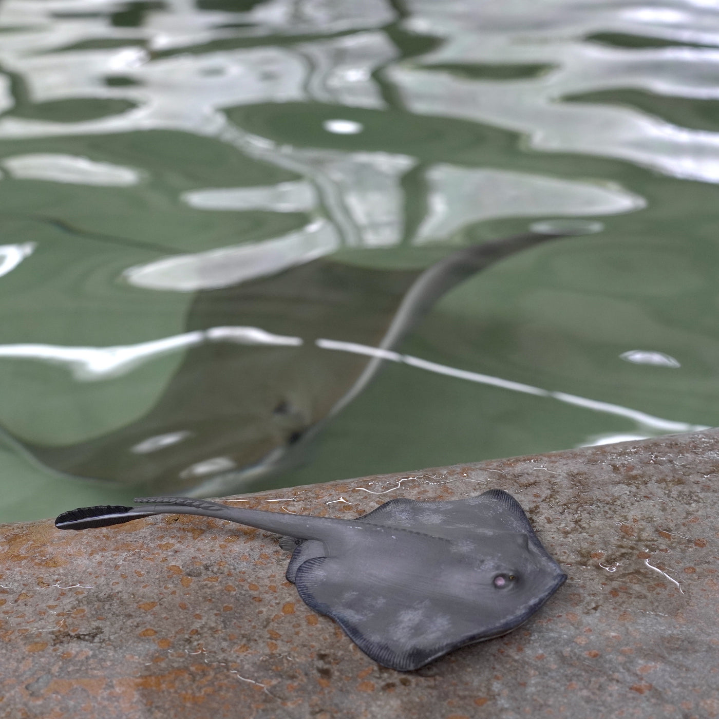 Friendly Marble Ray in Crystal Bay - Two Fish Divers Friendly Marble Ray in Crystal Bay - Two Fish Divers