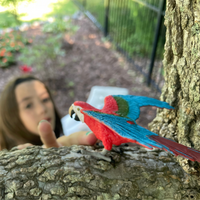 Green-winged Macaw Toy | Wildlife Animal Toys | Safari Ltd®
