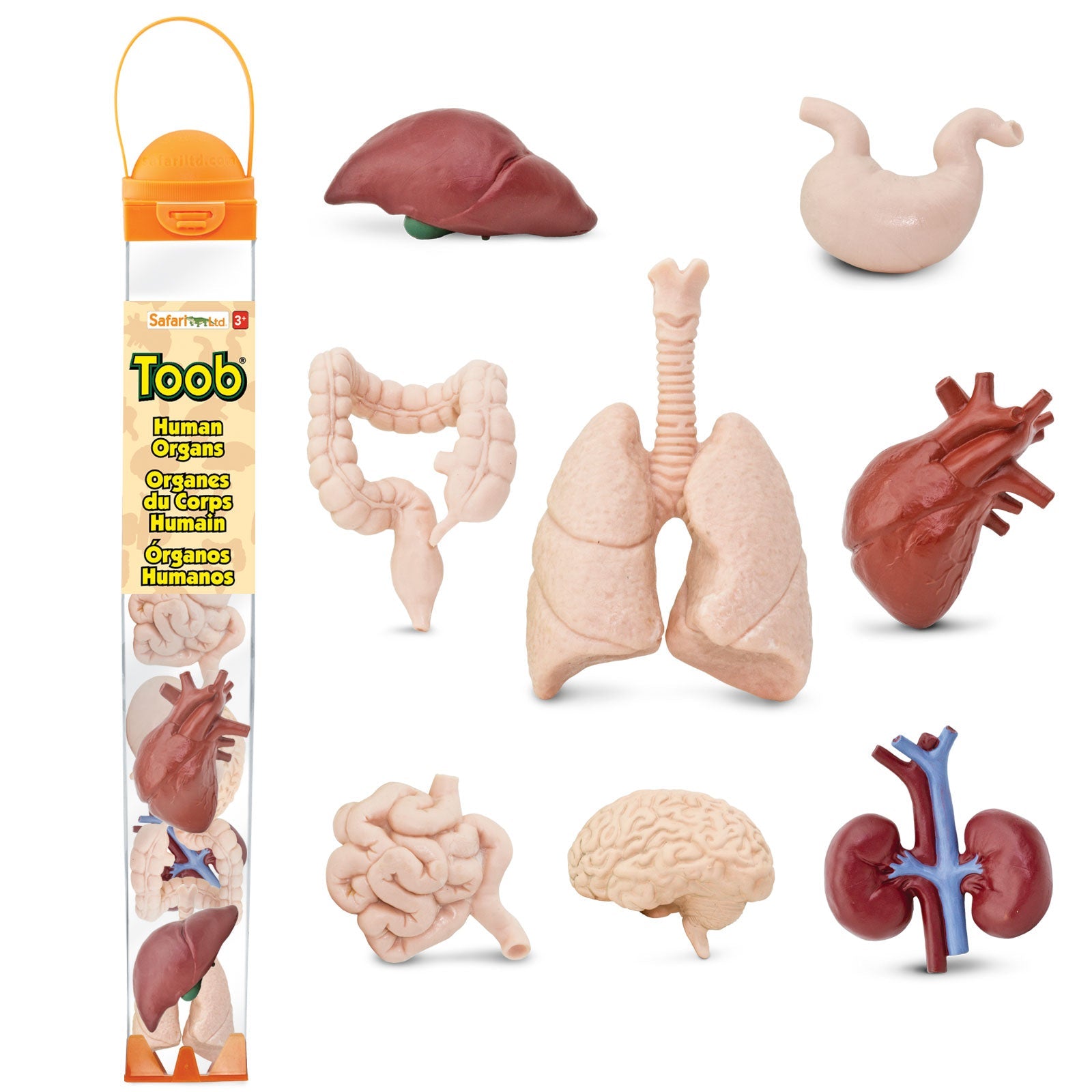 Human Organ Toys TOOB®