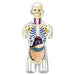 4D Human Transparent Torso Anatomy Model - Safari Ltd®