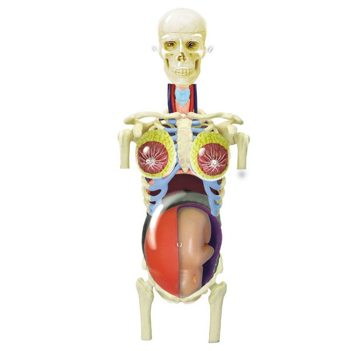 4D Pregnancy Torso Anatomy Model - Safari Ltd®