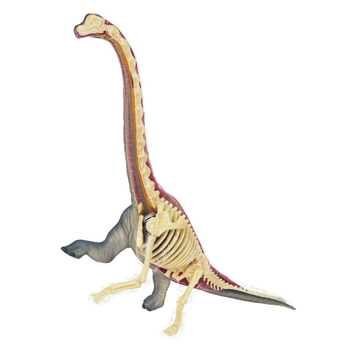 4D Vision Brachiosaurus Anatomy Model - Safari Ltd®