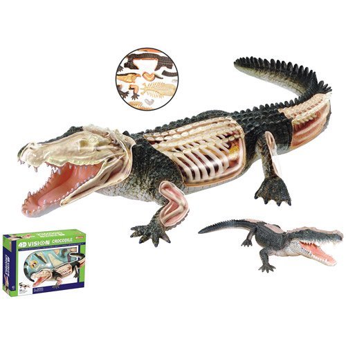 4D Vision Crocodile Anatomy Model - Safari Ltd®