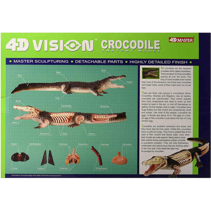 4D Vision Crocodile Anatomy Model - Safari Ltd®