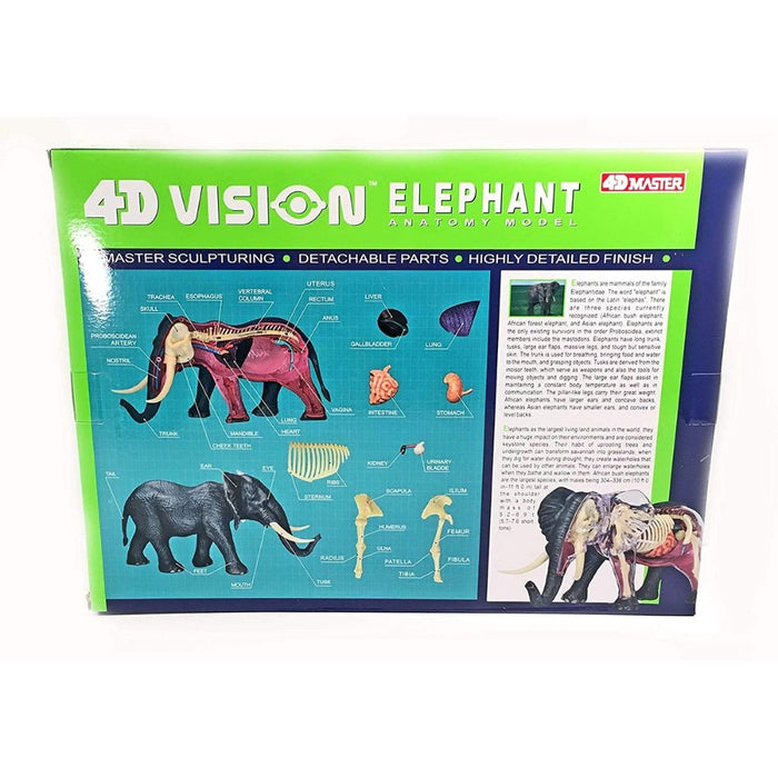 4D Vision Elephant Anatomy Model - Safari Ltd®