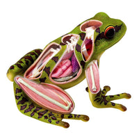 4D Vision Frog Anatomy Model - Safari Ltd®