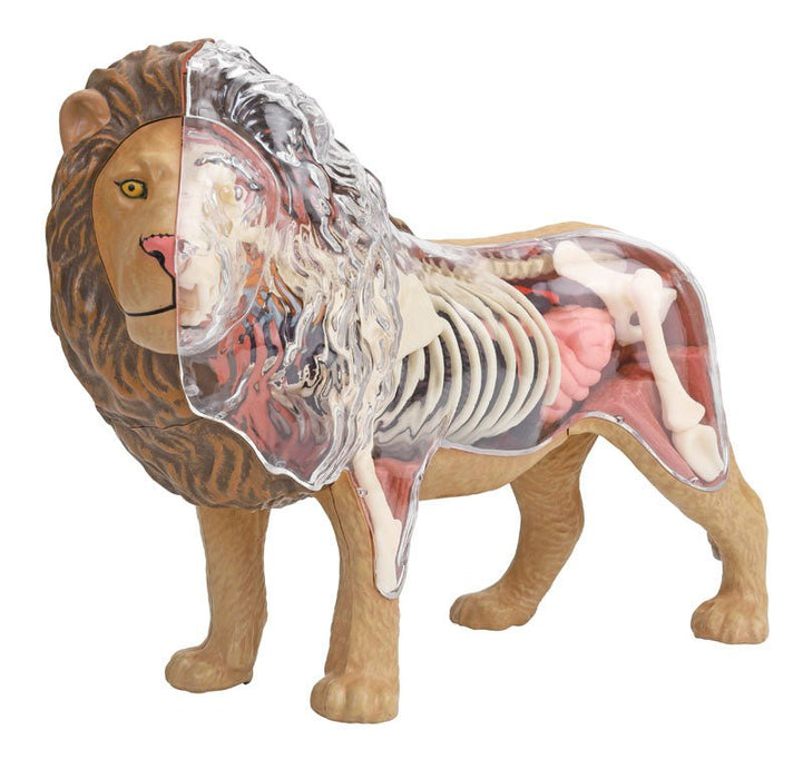 4D Vision Lion Anatomy Model - Safari Ltd®