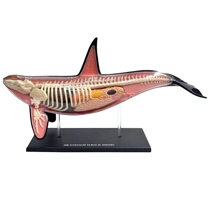 4D Vision Orca Anatomy Model - Safari Ltd®