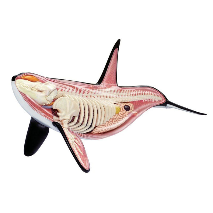 4D Vision Orca Whale Skeleton Anatomy Medical Model Puzzle Assembling Toy Anatomical Teaching Aid Laboratory Education Equipment