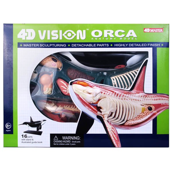 4D Vision Orca Anatomy Model - Safari Ltd®