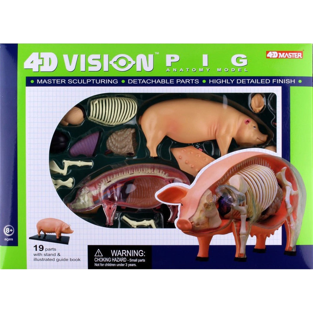 4D Vision Pig Anatomy Model Safari Ltd®