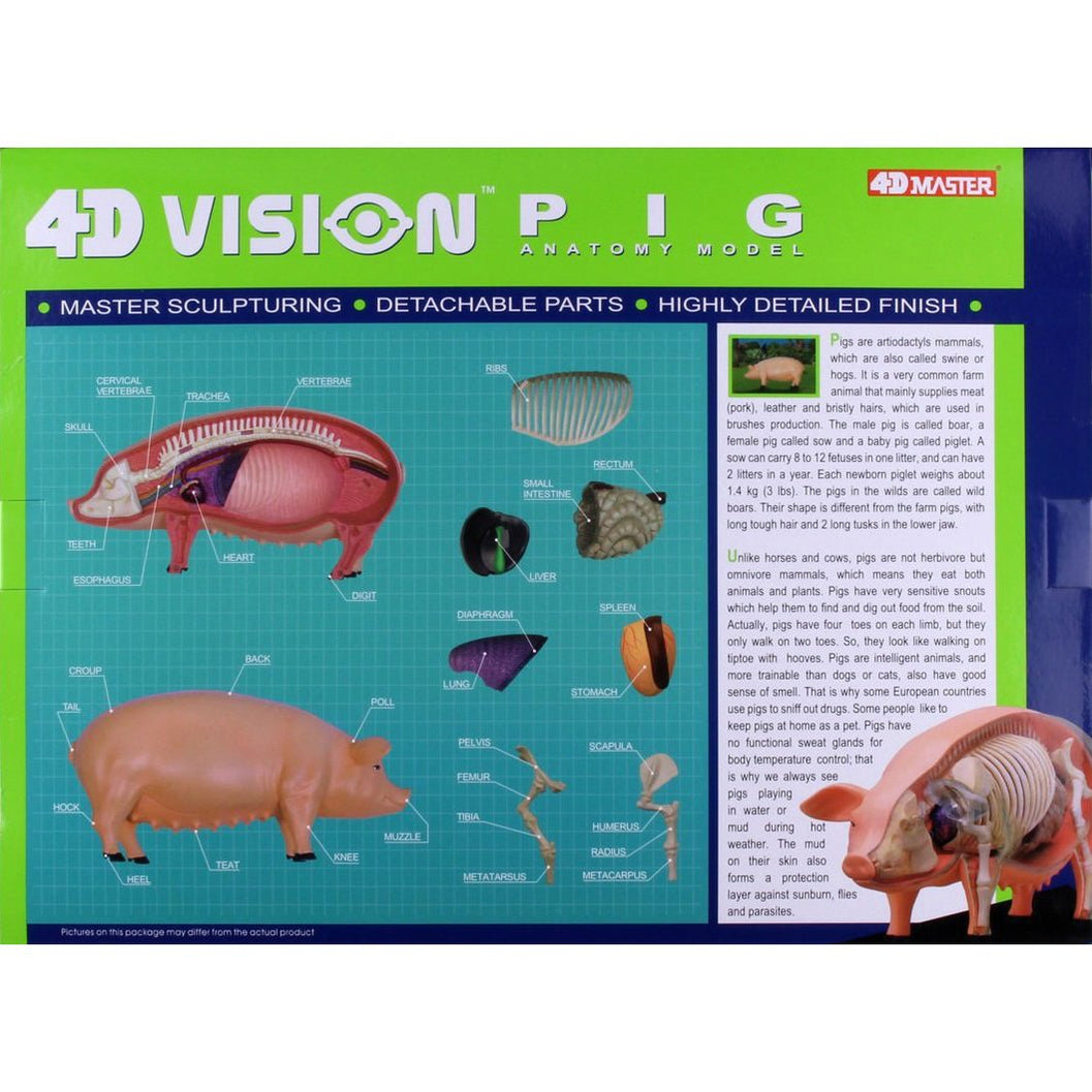 4D Vision Pig Anatomy Model Safari Ltd®
