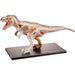 4D Vision T-Rex Anatomy Model - Safari Ltd®