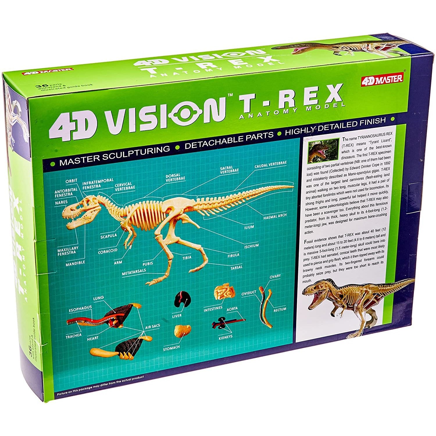 4D Vision T-Rex Anatomy Model - Safari Ltd®