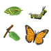 Life Cycle of a Monarch Butterfly | Montessori Toys | Safari Ltd.