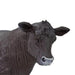Angus Cow - Safari Ltd®