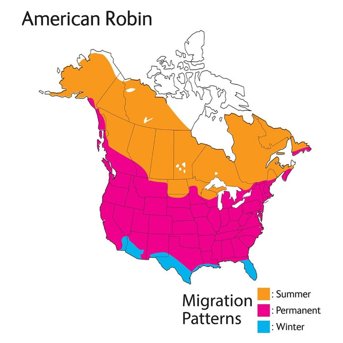 Audubon Birds - American Robin - Safari Ltd®