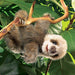 Baby Sloth Hand Puppet - Safari Ltd®