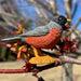 Backyard Birds TOOB® - Safari Ltd®