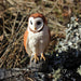 Barn Owl - Safari Ltd®