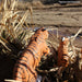 Bengal Tiger Toy - Safari Ltd®