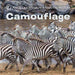 Camouflage Book - Safari Ltd®