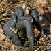 Chimpanzee with Baby Toy - Safari Ltd®