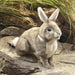 Cottontail Rabbit Hand Puppet - Safari Ltd®