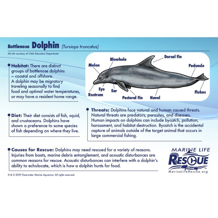 Dolphin in Rescue Stretcher - Safari Ltd®