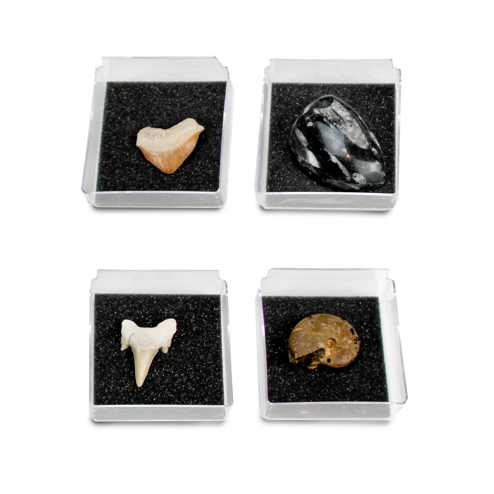 The Nature Collection - Fossils Set 1 | Safari Ltd®