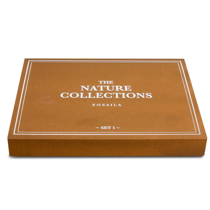 GEOWorld - The Nature Collections - Fossils Set #1 - Safari Ltd®