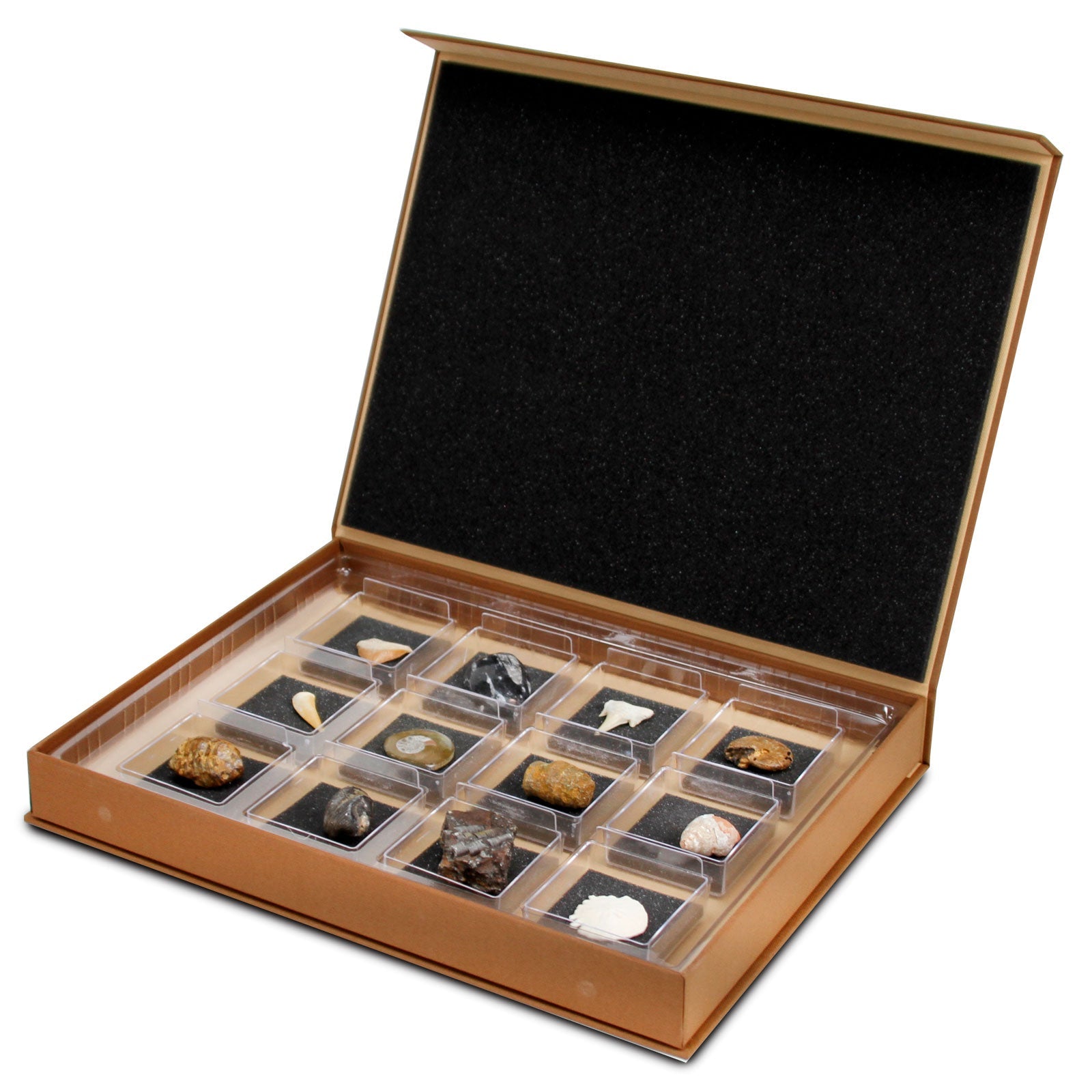  CRYSTAL クリスタル鷹の彫刻 オリジナルボックス付き The Nature Collection - Fossils Set 1 | Safari Ltd®
