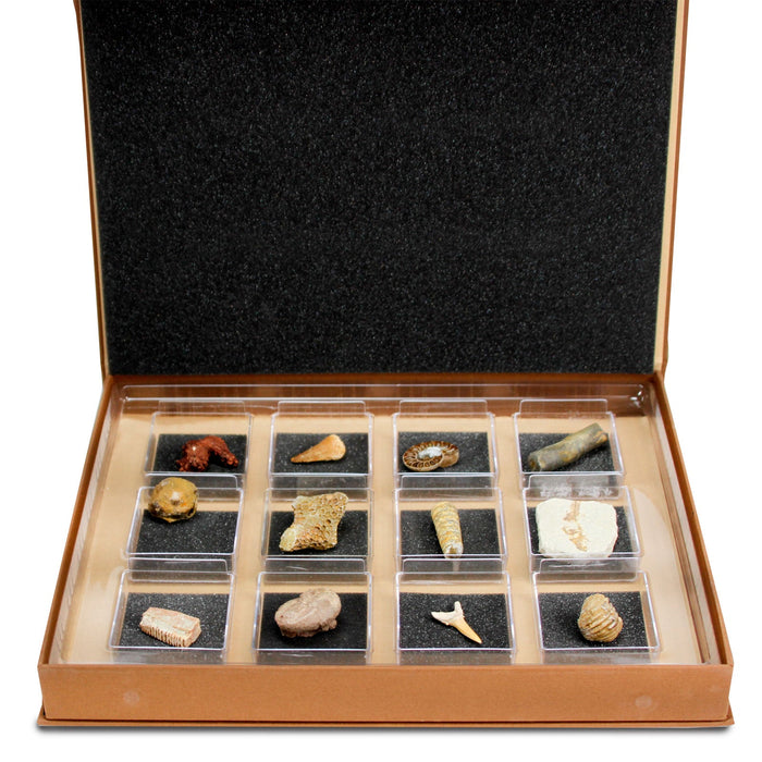 GEOWorld - The Nature Collections - Fossils Set #2 - Safari Ltd®