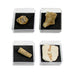 GEOWorld - The Nature Collections - Fossils Set #2 - Safari Ltd®