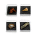 GEOWorld - The Nature Collections - Fossils Set #2 - Safari Ltd®