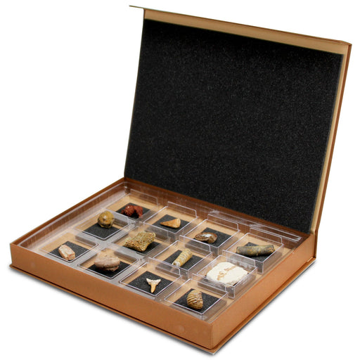 GEOWorld - The Nature Collections - Fossils Set #2 - Safari Ltd®
