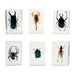 GEOWorld - The Nature Collections - Scorpions, Spiders & Bugs Set #1 - Safari Ltd®