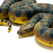 Green Anaconda Snake Toy Figure - Safari Ltd®