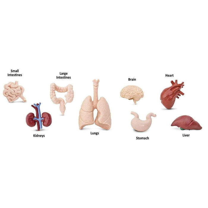 Human Organs Bulk Bag | Montessori Toys | Safari Ltd.