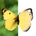 Katia the Butterfly - Safari Ltd®