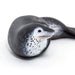 Leopard Seal Toy - Sea Life Toys by Safari Ltd