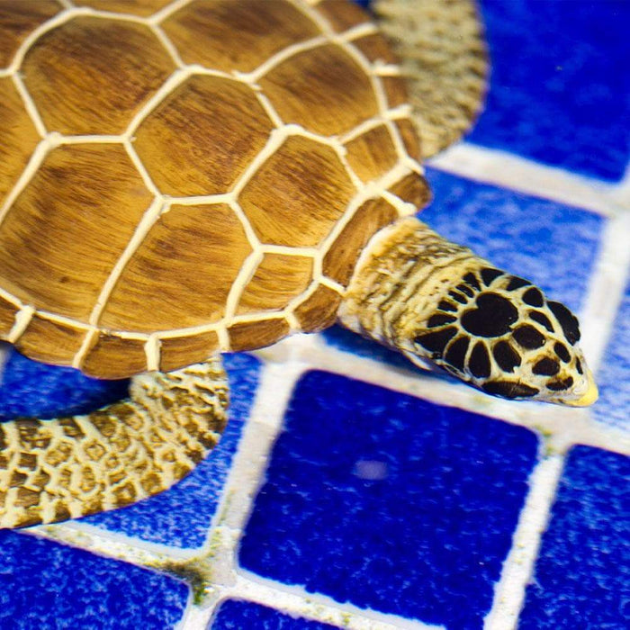 Loggerhead Turtle Toy - Sea Life Toys by Safari Ltd.
