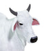 Ongole Cow - Safari Ltd®