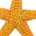 Orange Starfish - Safari Ltd®