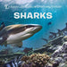 Sharks Book - Safari Ltd®