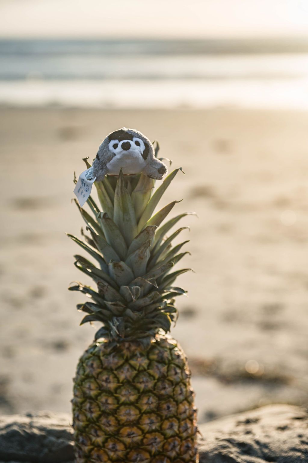 Shore Buddies Sammy the Seal Plush Keychain | Safari Ltd®